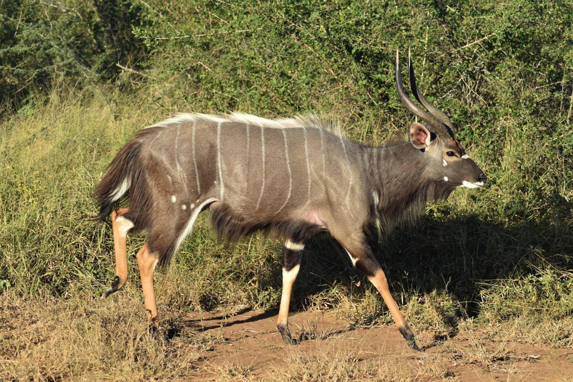 THE BAOBAB BUSH LODGE, no self catering, tv in lapa Hoedspruit Exterior foto