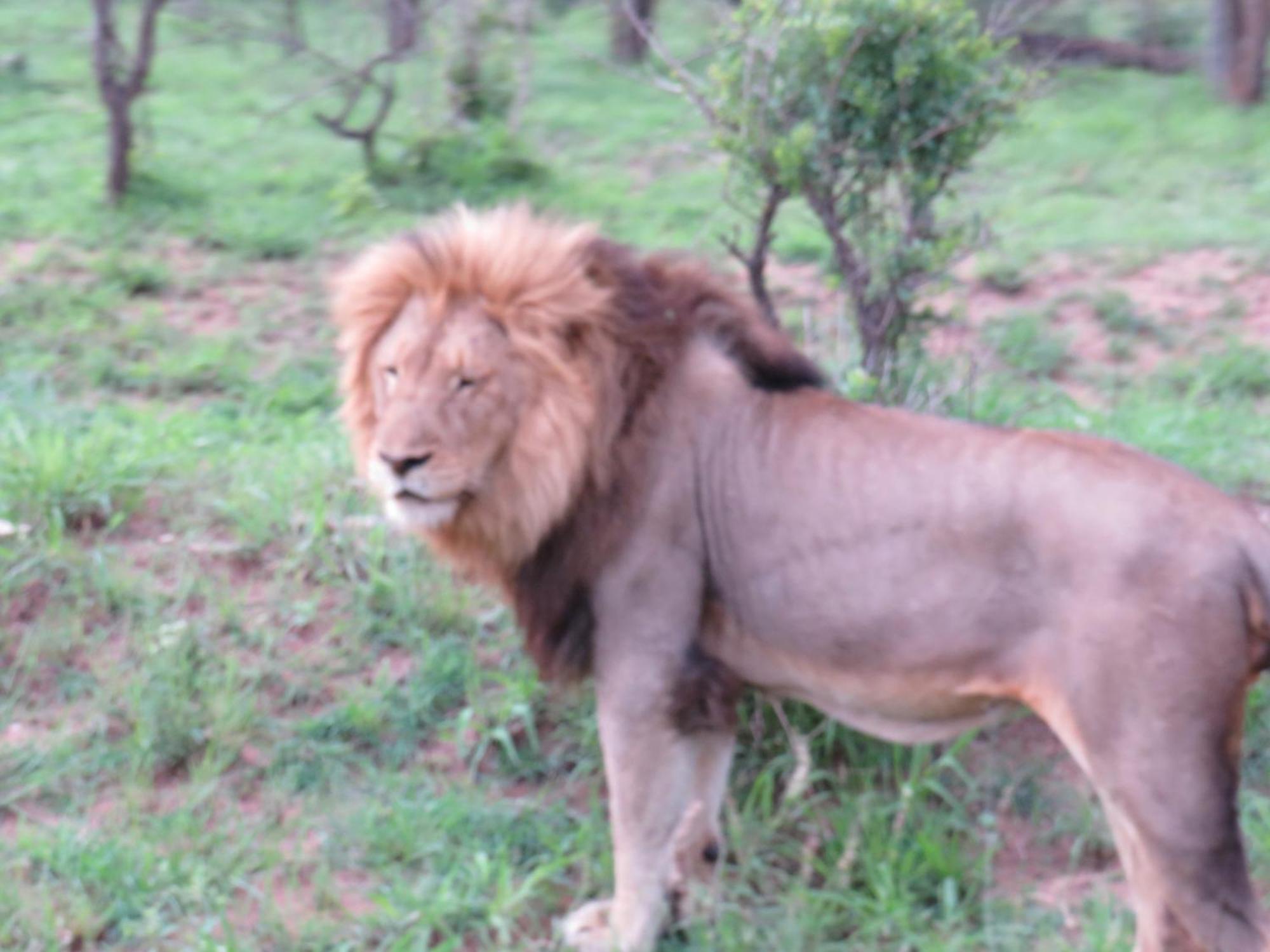 THE BAOBAB BUSH LODGE, no self catering, tv in lapa Hoedspruit Exterior foto